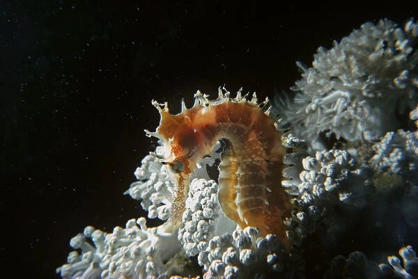 Thorny Sea Horse on soft coral at night