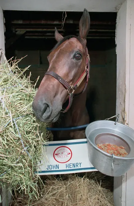 Framed Print : Thoroughbred Horse Eating Hay Framed Print : Thoroughbred Horse Eating Hay