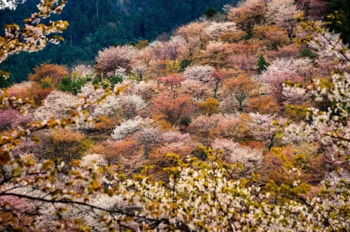 Framed Print : Thousand Cherry Blossom Trees on Mt. Yoshino