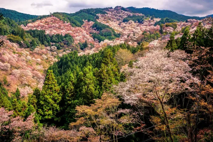 Framed Print : Thousand Cherry Blossom Trees on Mt. Yoshino Framed Print : Thousand Cherry Blossom Trees on Mt. Yoshino