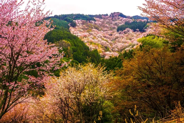 Framed Print : Thousand Cherry Blossom Trees on Mt. Yoshino Framed Print : Thousand Cherry Blossom Trees on Mt. Yoshino