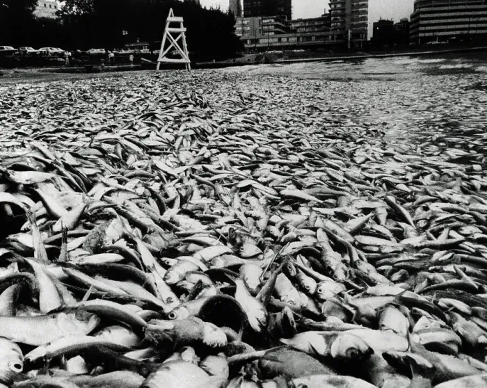 Framed Print : Thousands of Washed Up Fish Covering Beach Framed Print : Thousands of Washed Up Fish Covering Beach
