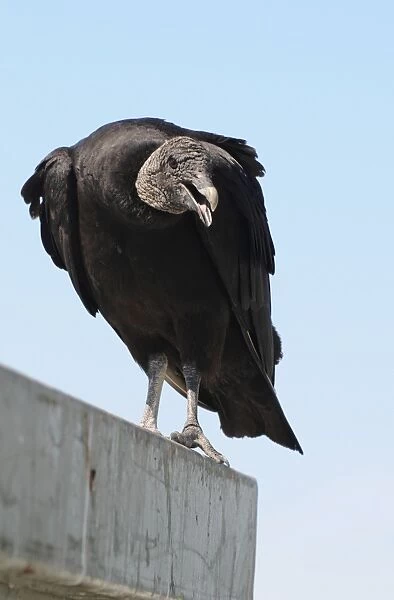 Threatening black vulture, Coragyps atratus. Everglades National Park, Florida, USA. UNESCO World Heritage Site (Biosphere Reserve)