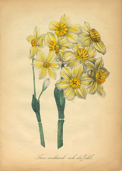 Three-anthered rush Daffodil Victorian Botanical Illustration