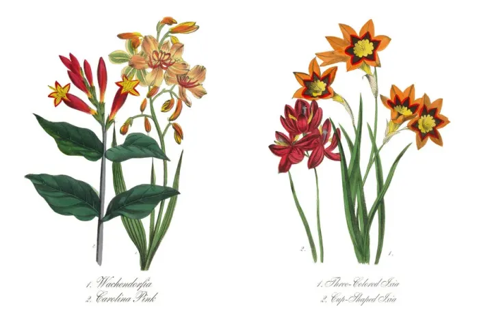 Framed Print : Three-Colored and Cup-Shaped Ixia Victorian Botanical Illustration Framed Print : Three-Colored and Cup-Shaped Ixia Victorian Botanical Illustration