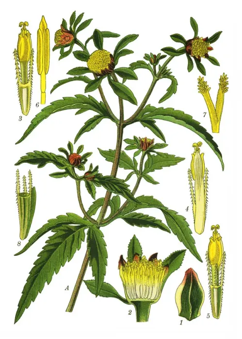 Framed Print : three-lobe beggartick, three-part beggarticks, leafy-bracted beggarticks, trifid Framed Print : three-lobe beggartick, three-part beggarticks, leafy-bracted beggarticks, trifid