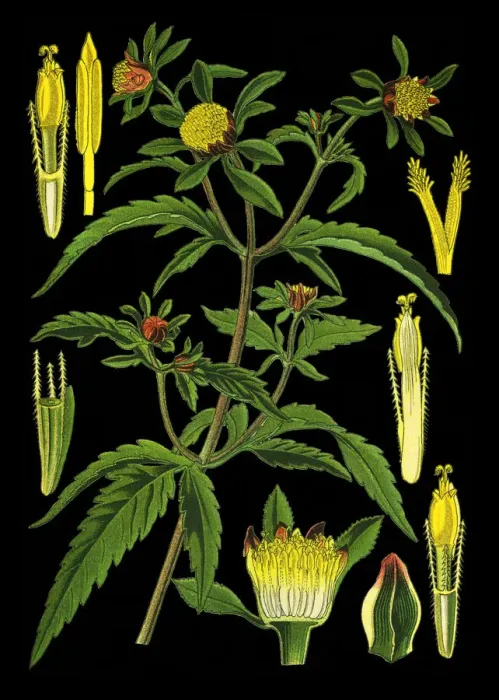 Framed Print : three-lobe beggartick, three-part beggarticks, leafy-bracted beggarticks, trifid Framed Print : three-lobe beggartick, three-part beggarticks, leafy-bracted beggarticks, trifid