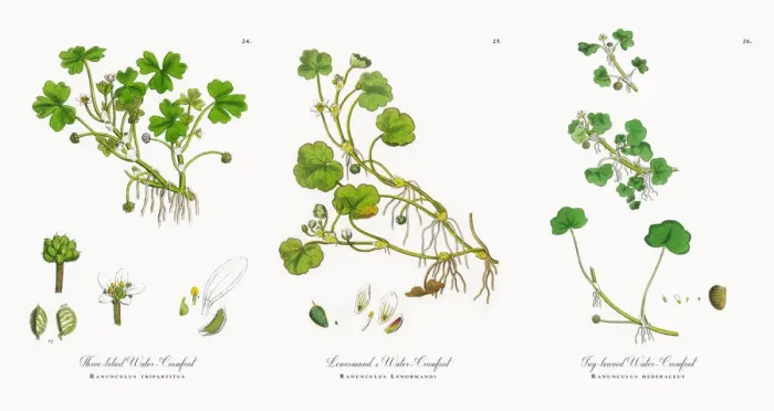 Framed Print : Three-lobed Water Crowfoot, Ranunculus tripartitus, Victorian Botanical Illustration, 1863 Framed Print : Three-lobed Water Crowfoot, Ranunculus tripartitus, Victorian Botanical Illustration, 1863