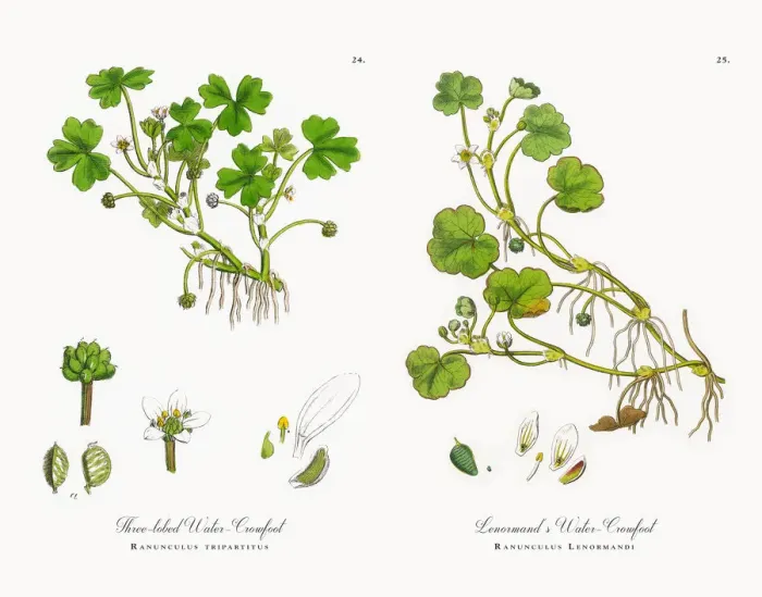 Framed Print : Three-lobed Water Crowfoot, Ranunculus tripartitus, Victorian Botanical Illustration, 1863 Framed Print : Three-lobed Water Crowfoot, Ranunculus tripartitus, Victorian Botanical Illustration, 1863