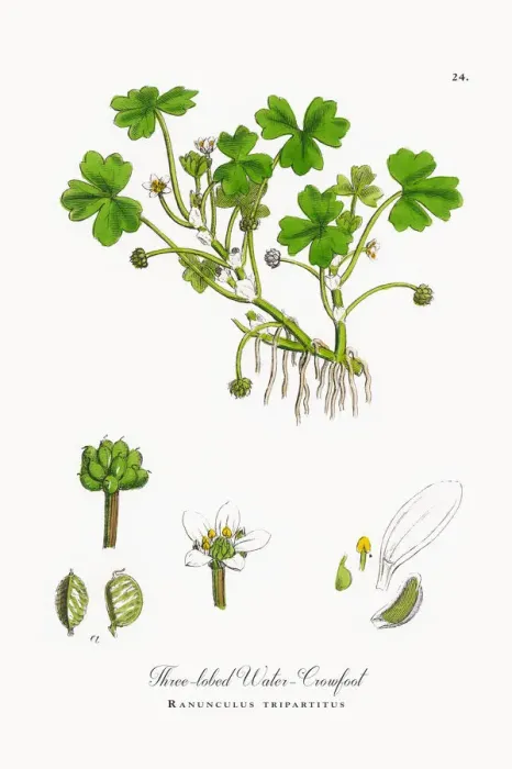 Framed Print : Three-lobed Water Crowfoot, Ranunculus tripartitus, Victorian Botanical Illustration, 1863 Framed Print : Three-lobed Water Crowfoot, Ranunculus tripartitus, Victorian Botanical Illustration, 1863