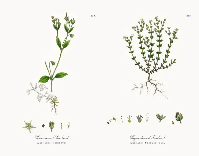 Framed Print : Three-nerved Sandwort, Arenaria Trinervis, Victorian Botanical Illustration, 1863 Framed Print : Three-nerved Sandwort, Arenaria Trinervis, Victorian Botanical Illustration, 1863