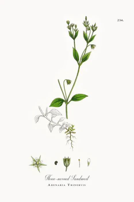 Framed Print : Three-nerved Sandwort, Arenaria Trinervis, Victorian Botanical Illustration, 1863 Framed Print : Three-nerved Sandwort, Arenaria Trinervis, Victorian Botanical Illustration, 1863