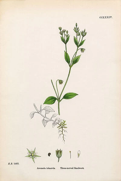 Three-nerved Sandwort, Arenaria Trinervis, Victorian Botanical Illustration, 1863