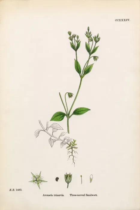 Framed Print : Three-nerved Sandwort, Arenaria Trinervis, Victorian Botanical Illustration, 1863 Framed Print : Three-nerved Sandwort, Arenaria Trinervis, Victorian Botanical Illustration, 1863