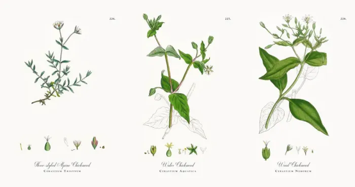 Framed Print : Three-styled Alpine Chickweed, Cerastium Trigynum, Victorian Botanical Illustration, 1863 Framed Print : Three-styled Alpine Chickweed, Cerastium Trigynum, Victorian Botanical Illustration, 1863