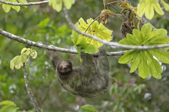 Framed Print : Three-toed Sloth Framed Print : Three-toed Sloth