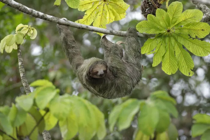 Framed Print : Three-toed Sloth Framed Print : Three-toed Sloth