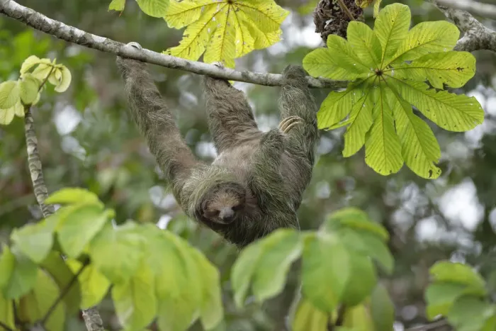 Framed Print : Three-toed Sloth Framed Print : Three-toed Sloth