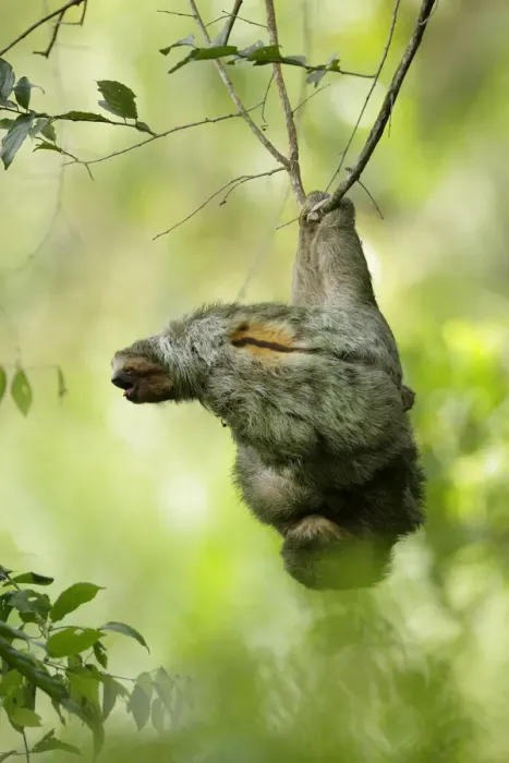 Framed Print : Three-toed Sloth