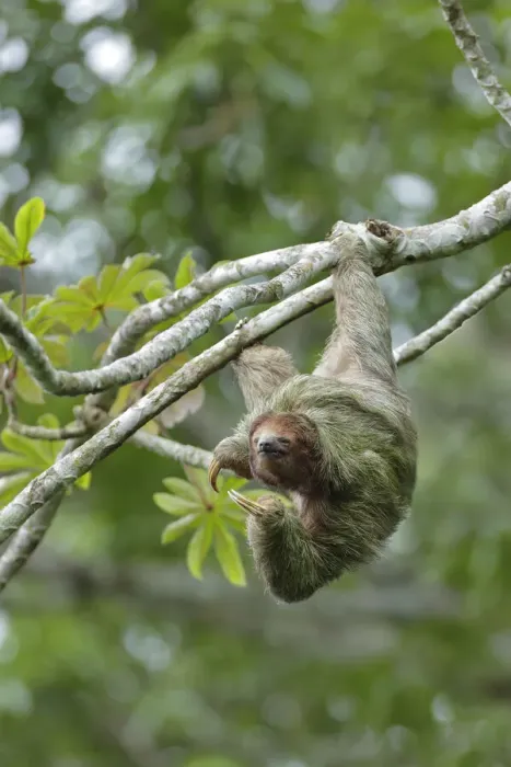 Framed Print : Three-toed Sloth Framed Print : Three-toed Sloth