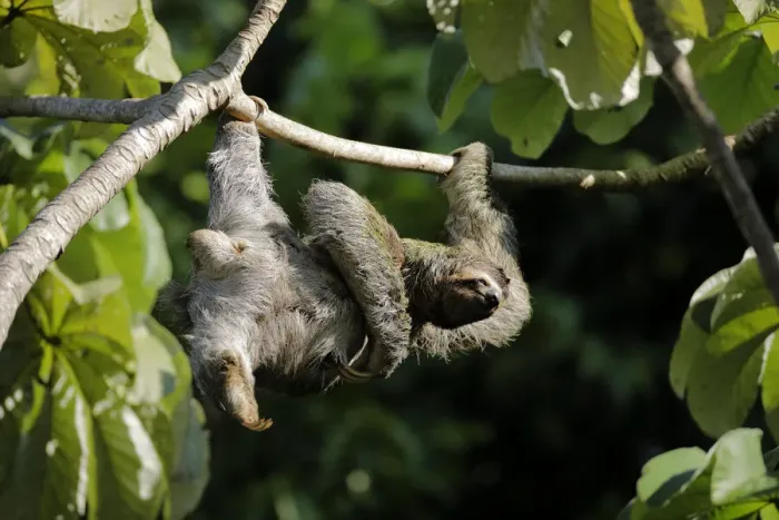 Framed Print : Three-toed Sloth Framed Print : Three-toed Sloth