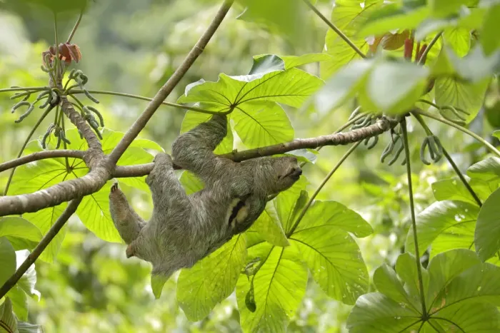 Framed Print : Three-toed Sloth Framed Print : Three-toed Sloth