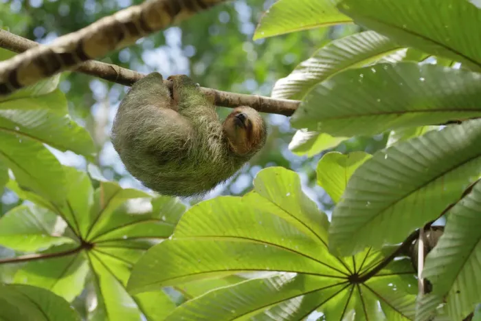 Framed Print : Three-toed Sloth Framed Print : Three-toed Sloth