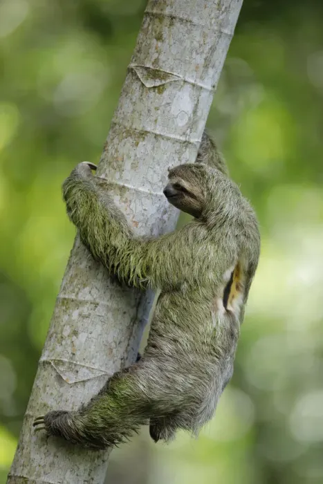 Framed Print : Three-toed Sloth