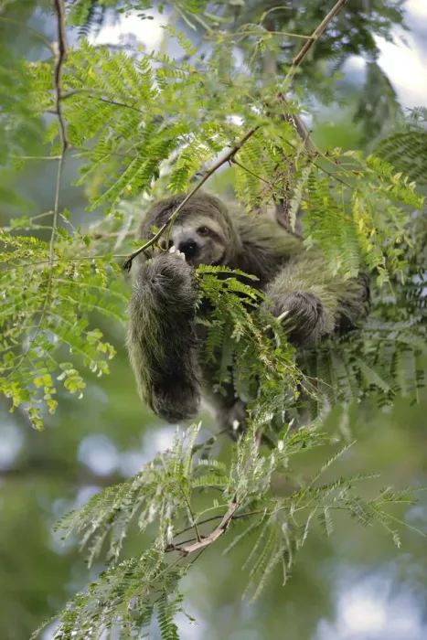Framed Print : Three-toed Sloth Framed Print : Three-toed Sloth