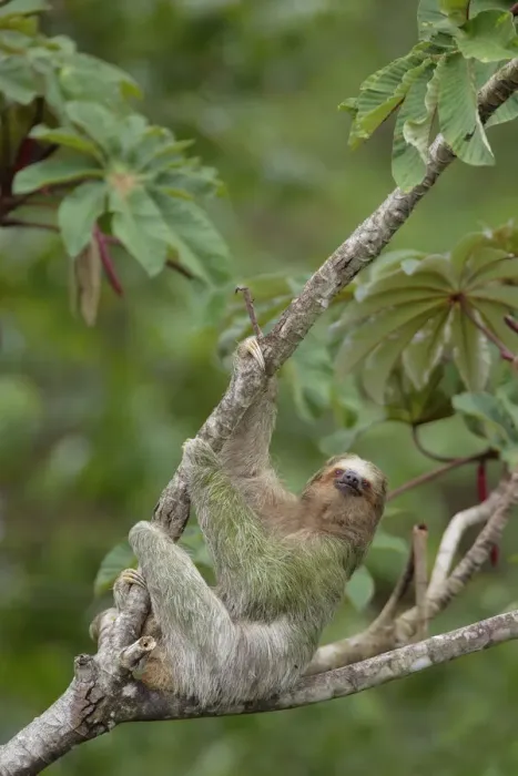 Framed Print : Three-toed Sloth