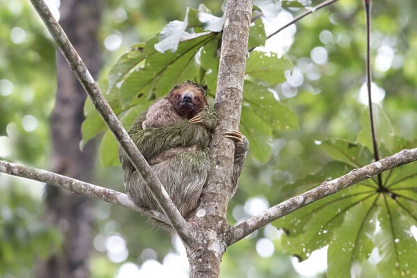 Three-toed sloth with baby (Bradypus tridactylus)