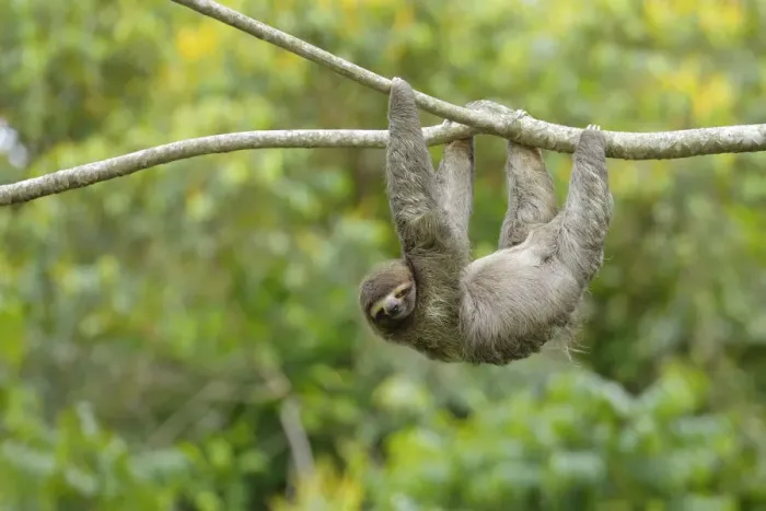 Framed Print : Three-toed Sloth (Bradypus variegatus) Framed Print : Three-toed Sloth (Bradypus variegatus)