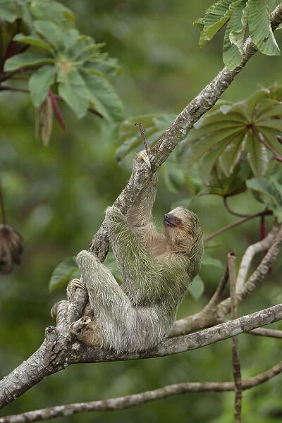 Three-toed Sloth (Bradypus variegatus) on cecropia tree