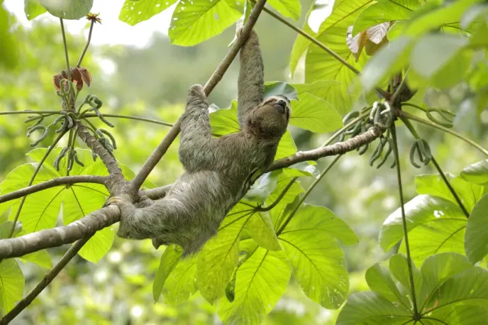 Framed Print : Three-toed Sloth (Bradypus variegatus) on cecropia tree Framed Print : Three-toed Sloth (Bradypus variegatus) on cecropia tree