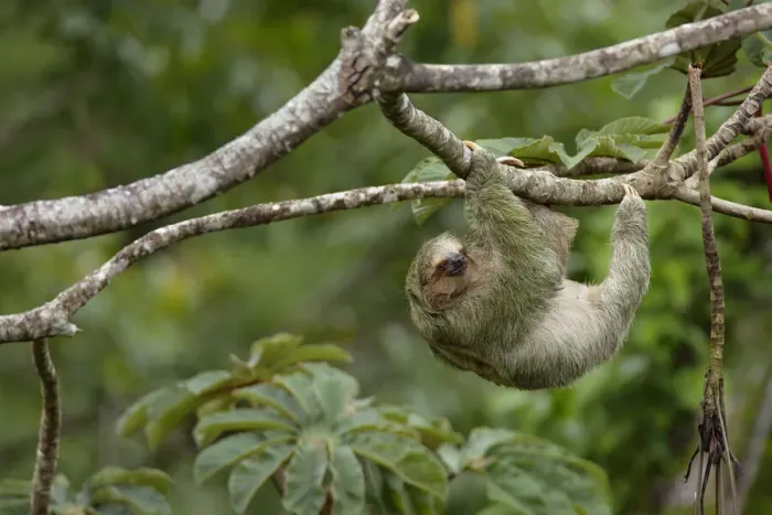 Framed Print : Three-toed Sloth (Bradypus variegatus) on cecropia tree Framed Print : Three-toed Sloth (Bradypus variegatus) on cecropia tree