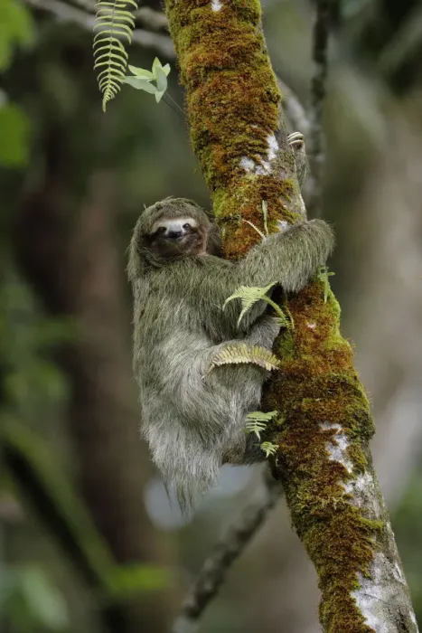 Framed Print : Three-toed Sloth on cecropia tree Framed Print : Three-toed Sloth on cecropia tree