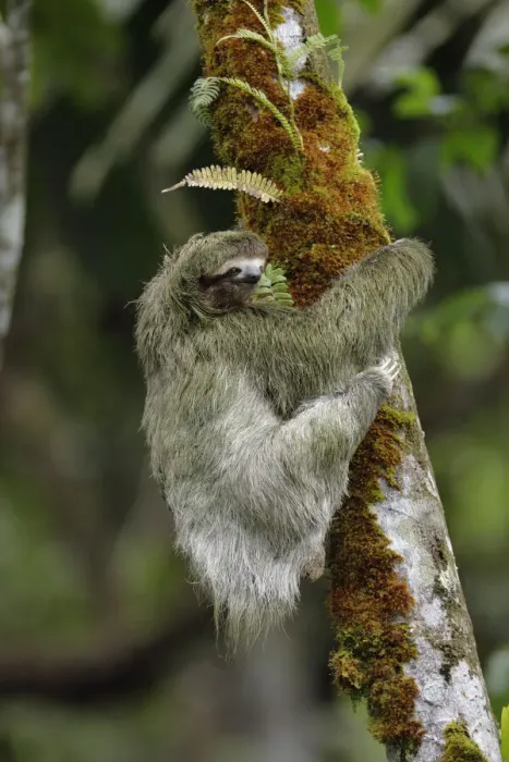 Framed Print : Three-toed Sloth on cecropia tree