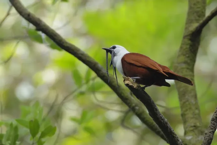 Framed Print : Three-wattled Bellbird Framed Print : Three-wattled Bellbird