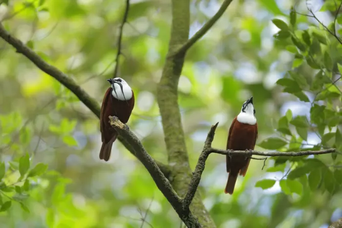 Framed Print : Three-wattled Bellbird Framed Print : Three-wattled Bellbird