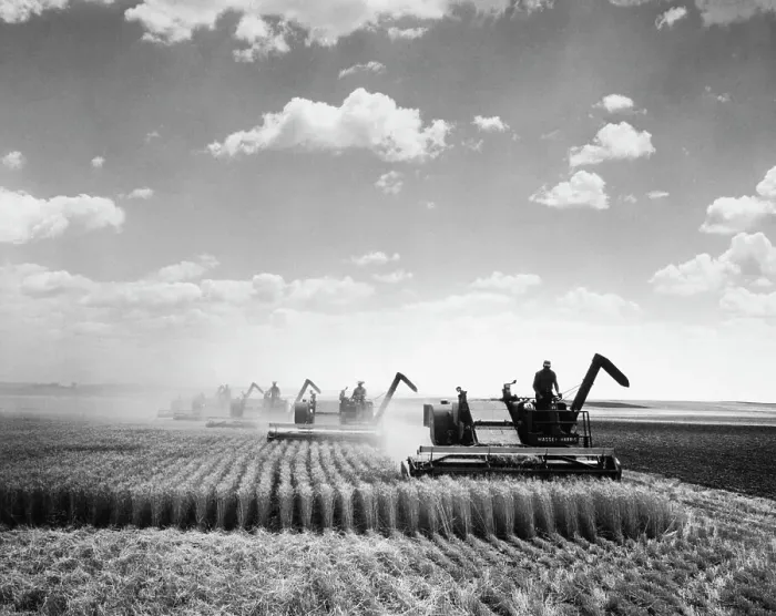 Framed Print : Threshing Grain Framed Print : Threshing Grain