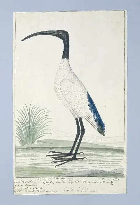 Framed Print : Threskiornis Aethiopicus (African Sacred Ibis) Framed Print : Threskiornis Aethiopicus (African Sacred Ibis)