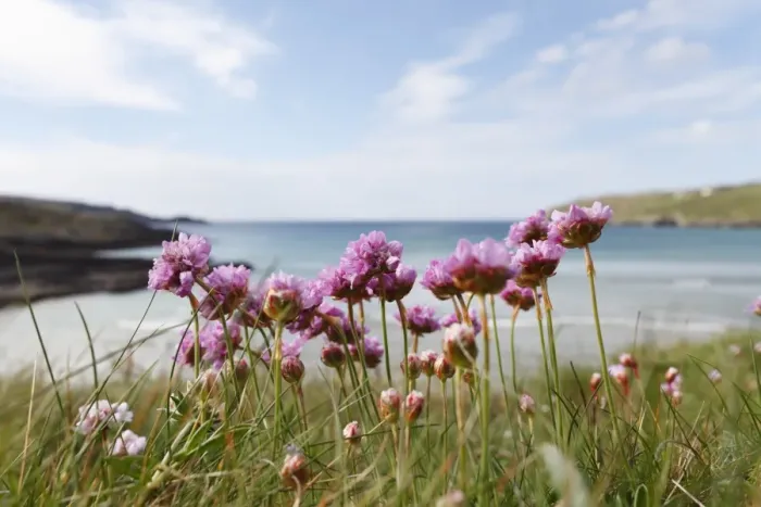 Framed Print : Thrift, Sea-pink -Armeria maritima-, Mizen Head Peninsula, West Cork, Republic of Ireland, British Isles, Europe