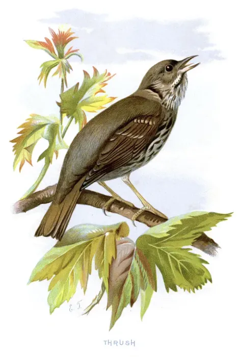 Framed Print : Thrush. Vintage lithograph from 1883 of a Thrush Framed Print : Thrush. Vintage lithograph from 1883 of a Thrush
