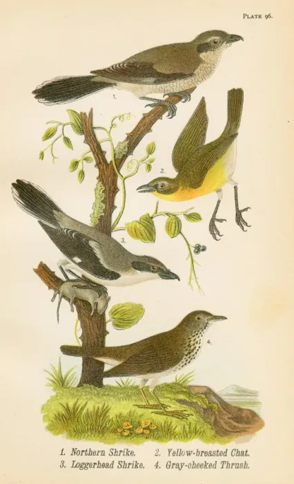 Framed Print : Thrush bird lithograph 1890 Framed Print : Thrush bird lithograph 1890