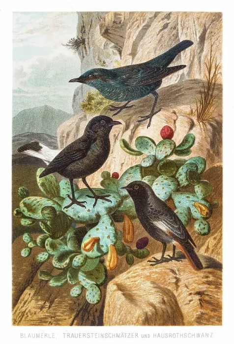 Framed Print : Thrush flycatcher redstart birds illustration 1882