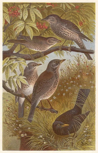 Thrushes (Turdidae), lithograph, published in 1882