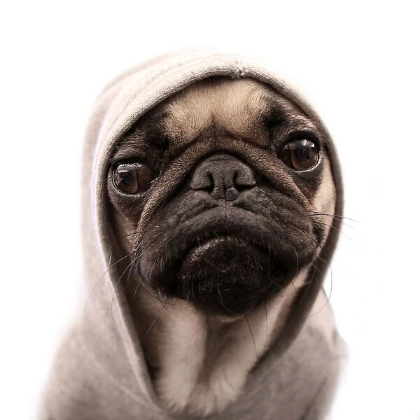 Thug pug. Close up of pug wearing hoodie