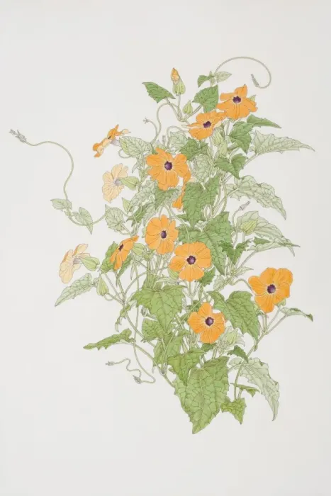 Framed Print : Thunbergia alata, Black-eyed Susan plant, front view Framed Print : Thunbergia alata, Black-eyed Susan plant, front view