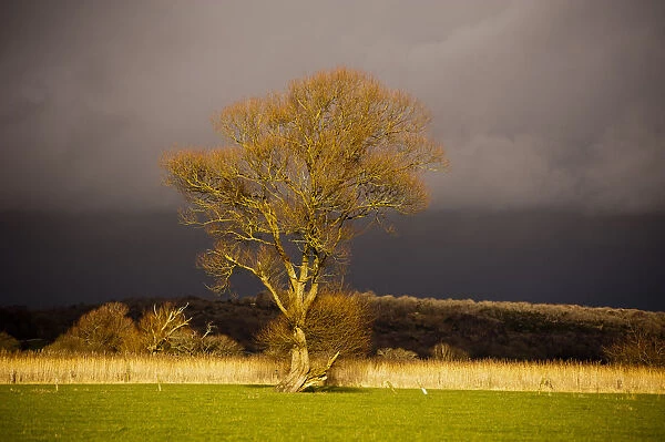 Storm. Thunder storm provides perfect backdrop for this veteran willow tree