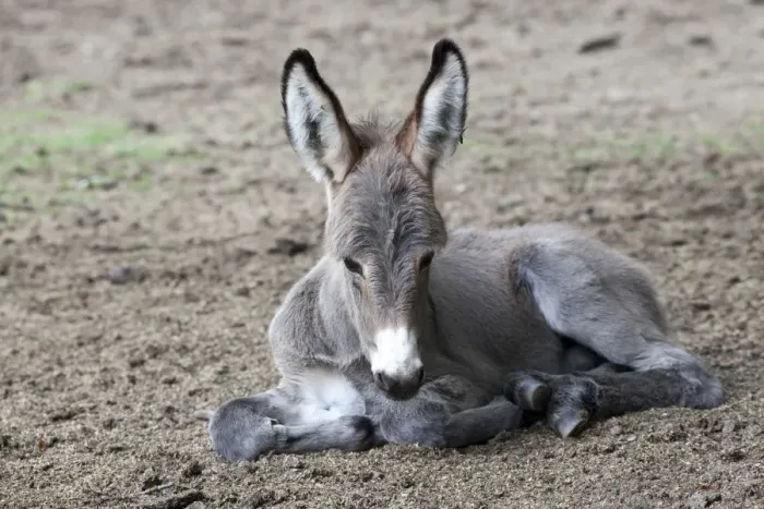 Framed Print : Thuringian Forest Donkey (Equus asinus), foal, Daun Wildlife Park, Vulkaneifel district, Rhineland-Palatinate, Germany, Europe Framed Print : Thuringian Forest Donkey (Equus asinus), foal, Daun Wildlife Park, Vulkaneifel district, Rhineland-Palatinate, Germany, Europe